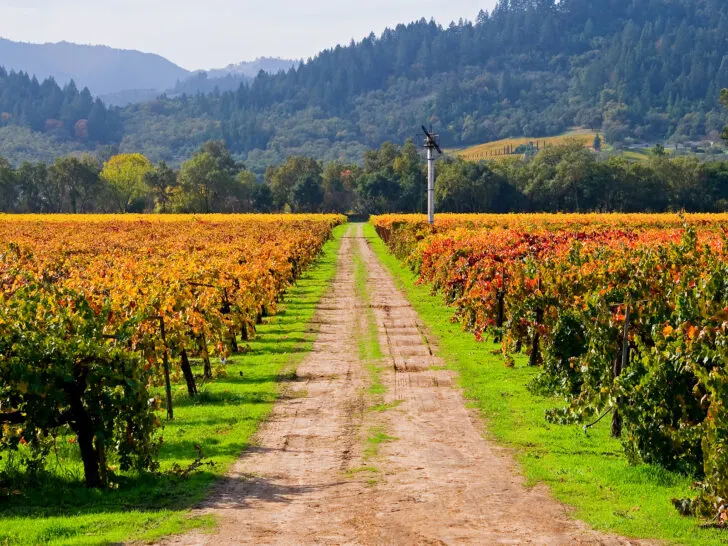 Napa valley california in autumn view of winery with fall foliage and road with hills
