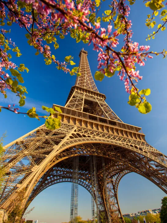 Paris in the spring with Eiffel Tower looking up and pink flower branches