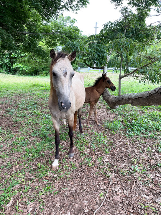 light tan hors and baby dark brown horse standing near tree branch