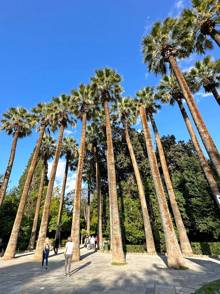 palm trees planted in walkway at national gardens in athens greece