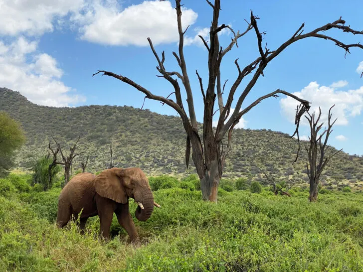 elephant with tree and hill in distance