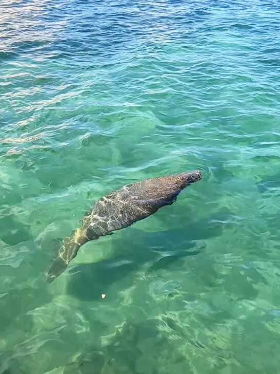 manatee in teal water things to do in Anna Maria Island