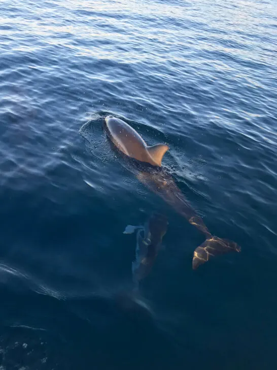 things to do in Anna Maria island FL view of dolphin in water