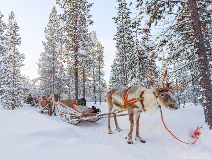 best countries to visit in February view of reindeer caravan in snowy forest