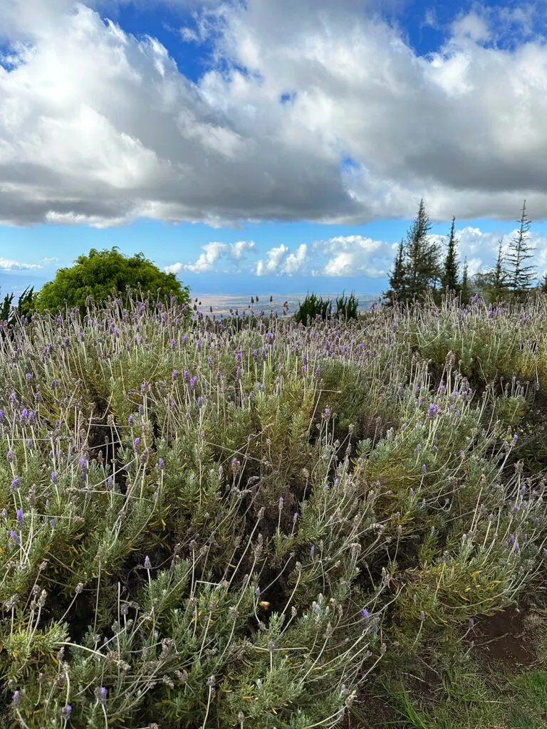 lots of lavender bushes with clouds above