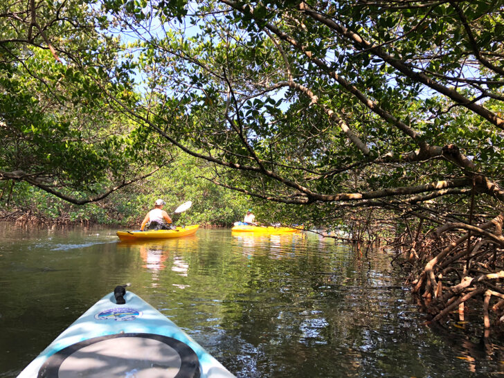 blue and yellow kayaks through trees