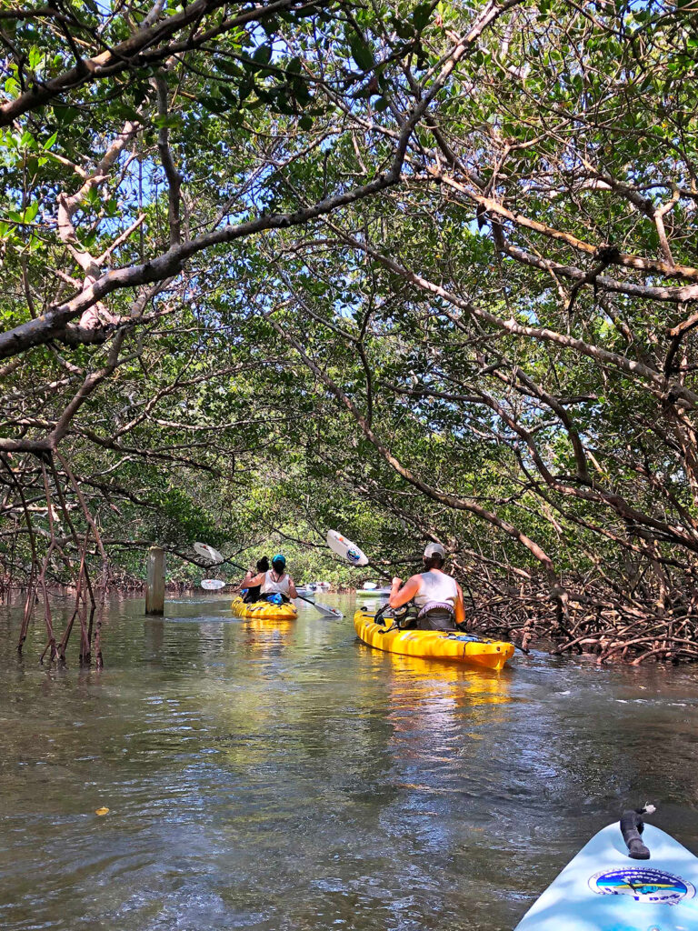 kayaking through mangrove trees things to do Anna Maria Island FL