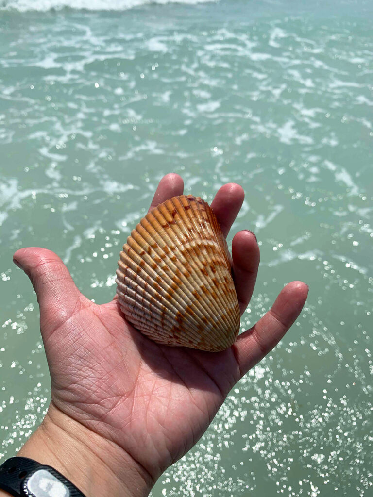 Anna Maria island activities hand holding large seashell with ocean behind