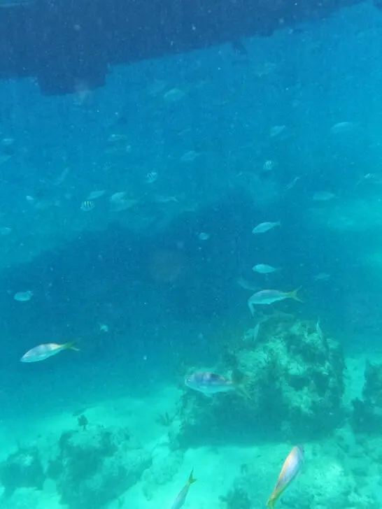 snorkeling and fish under water in blue ocean