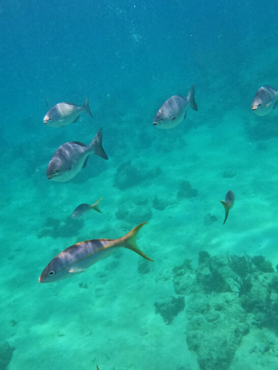 fish under water while snorkeling with silver bodies and yellow fins