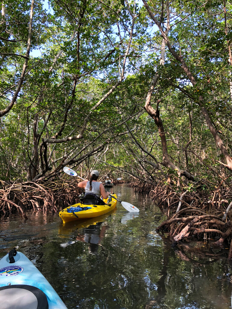 favorite places Anna Maria island Florida kayaking mangroves on tour