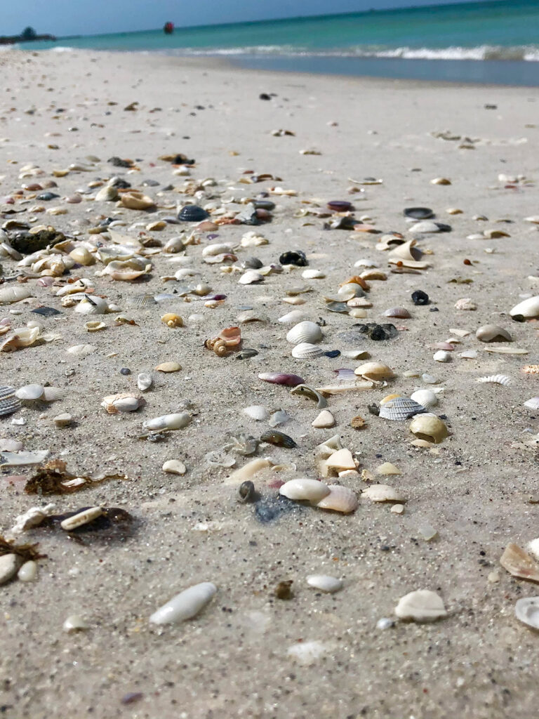crystal clear water and seashells on beach