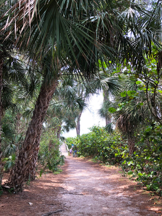 walking path with palm trees to beach at bean point