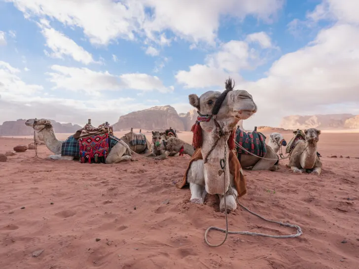 best countries to visit in February view of camels laying on sand with mountains in distance