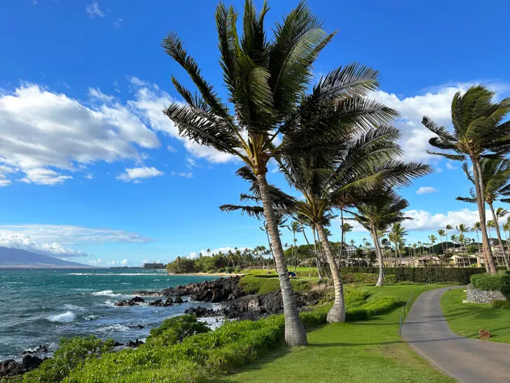what to do in Kihei view of walking path near ocean with palm trees