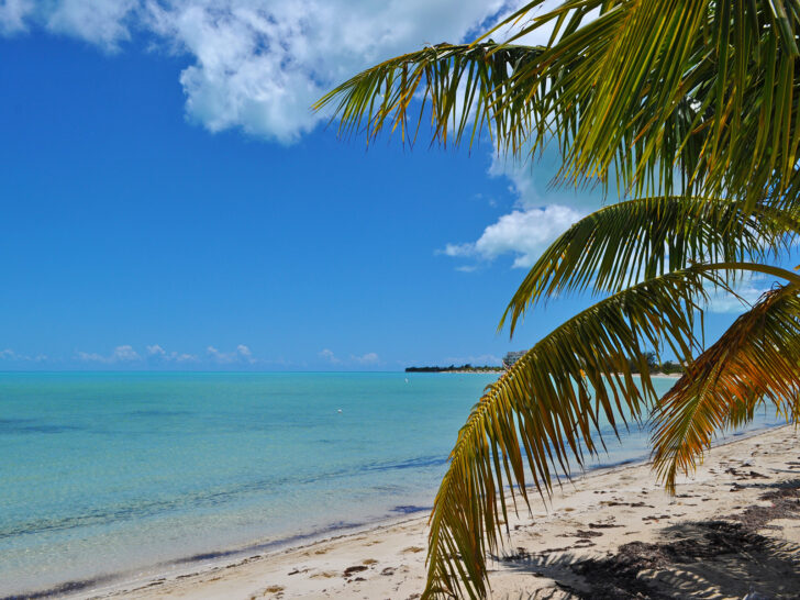 palm tree leaves along beach with sand and teal water turks and caicos best beaches