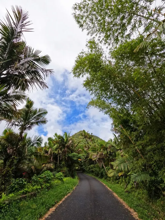 old San Juan things to do day trip to el unique view of road through jungle