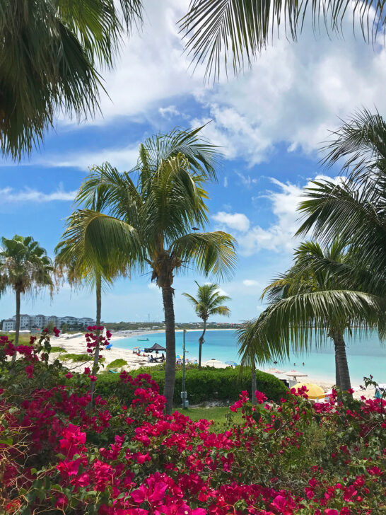 pink flowers and palm trees with Providenciales beach in distance