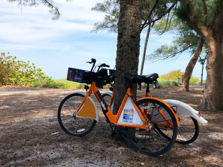 bikes resting along tree near beach