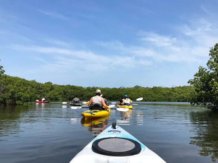 things to do in Siesta Key taking a kayak tour with kayakers paddling through mangrove forests