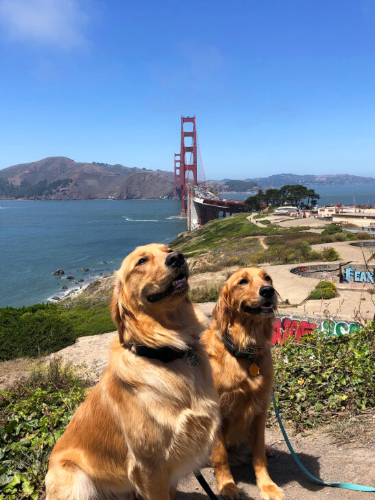 two golden retrievers with San Francisco Bay bridge in background