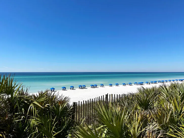 lush tropical foliage with beach with blue umbrellas and blue water and sky in distance seaside florida
