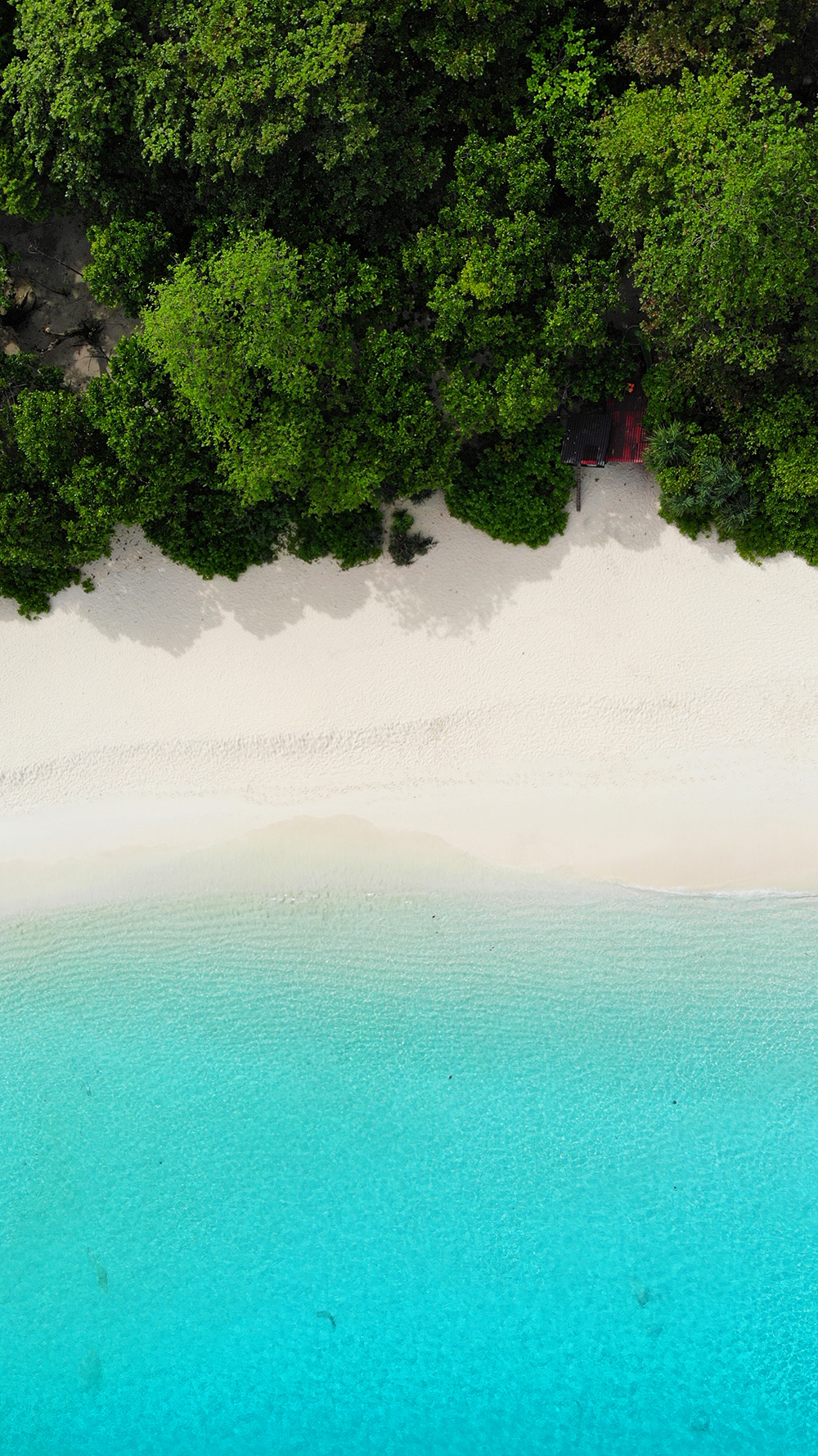 beautiful clean white sand beach with greenery and teal water