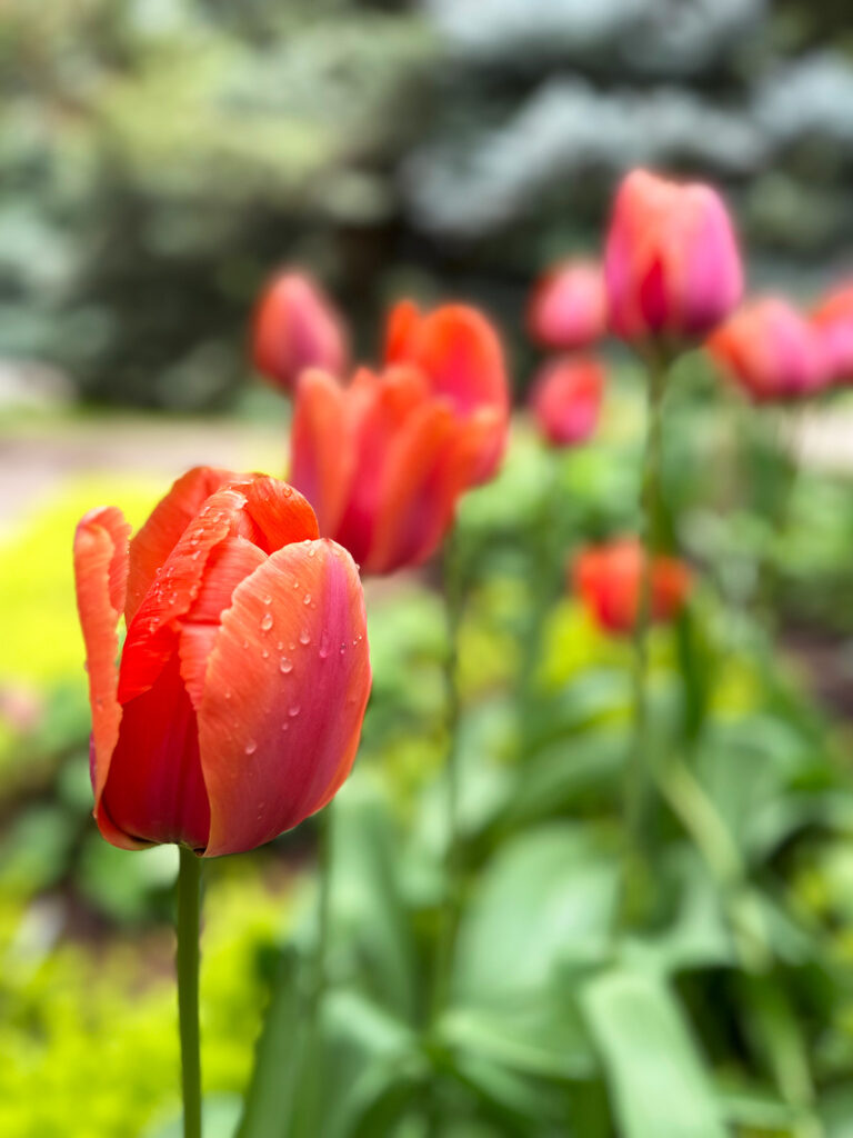 pink and orange tulips at the botanical garden in steamboat springs