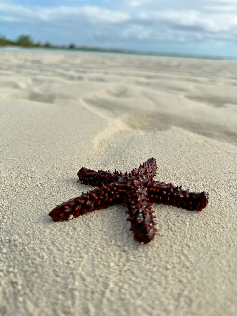 close up photo of starfish on sand in little exuma bahamas