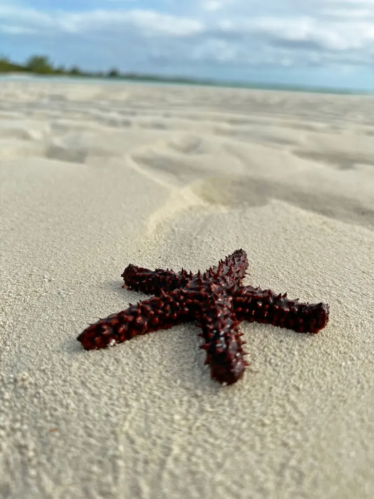 close up photo of starfish on sand in little exuma bahamas