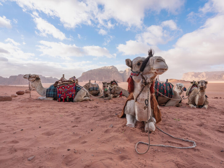 create a travel bucket list with camels sitting on sand in desert