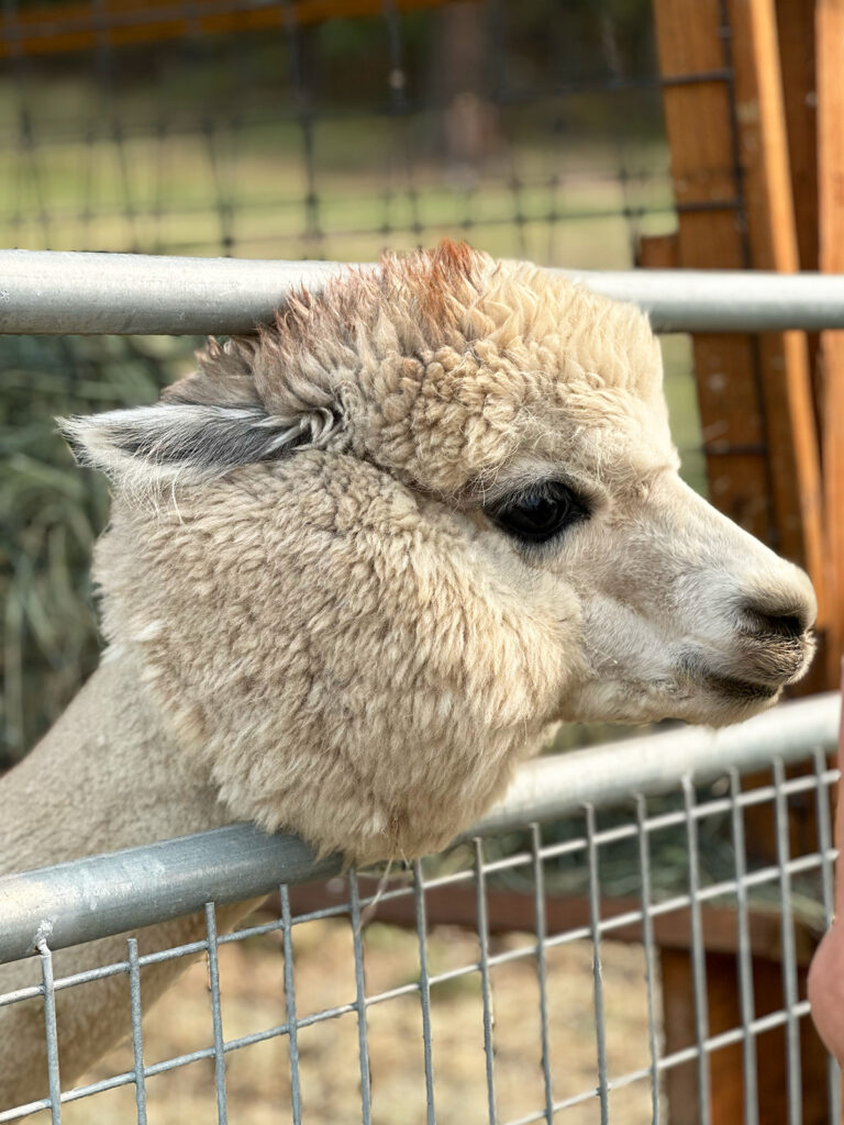 alpaca sticking head through fence in San Juan islands