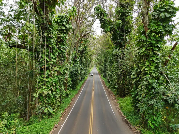 drone photography in kauai view of Kauai tree tunnel with car on road