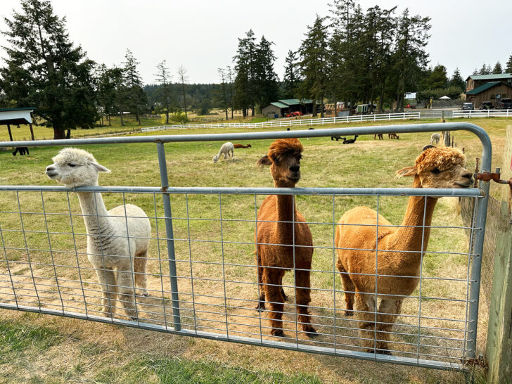 three alpacas against gate at farm in San Juan islands