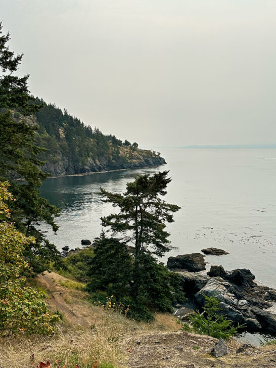 cliff coastline with trees and rocks