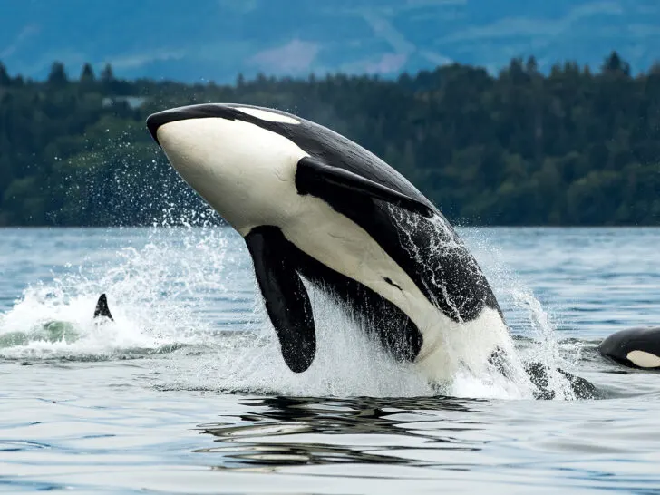 orca jumping out of water whale watching tour San Juan islands