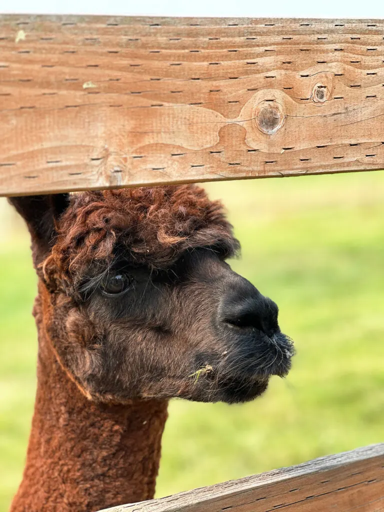 brown alpaca peeking through fence