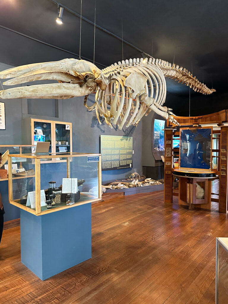 whale skeleton at the whale museum