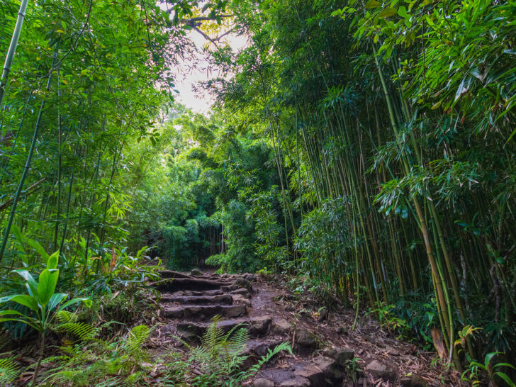 hiking trail through Pipiwai trail in Haleakala national park maui hawaii