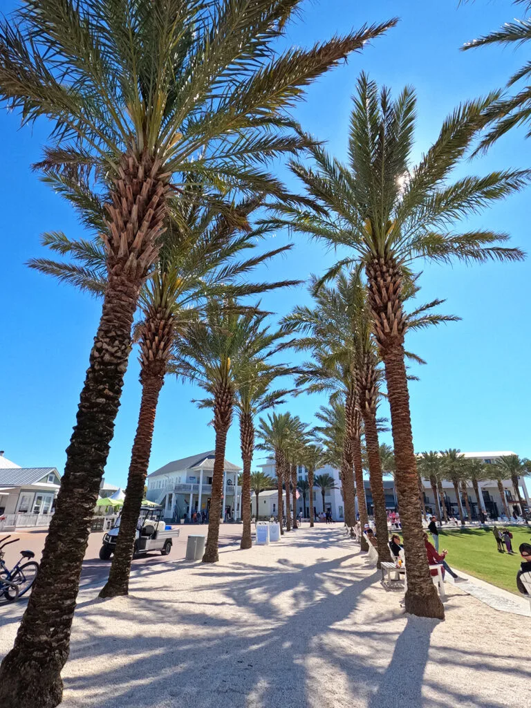 rows of palm trees with buildings in distance 30A Florida spring break