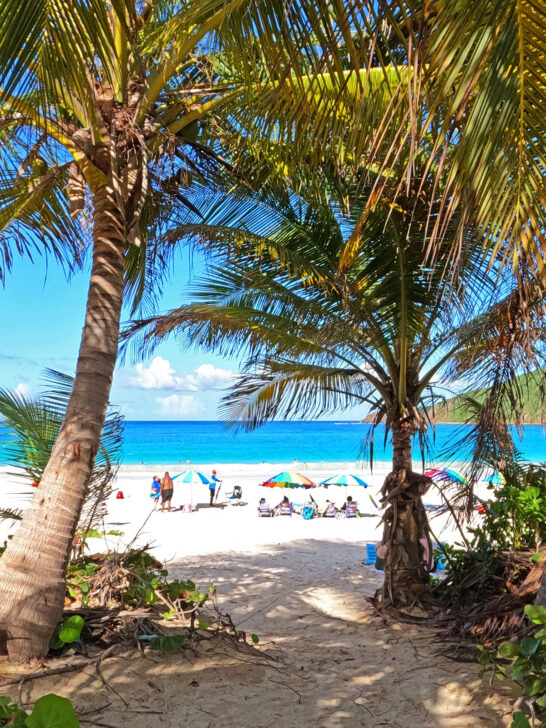 things to pack for Puerto Rico like bug spray with view through palm trees out to ocean