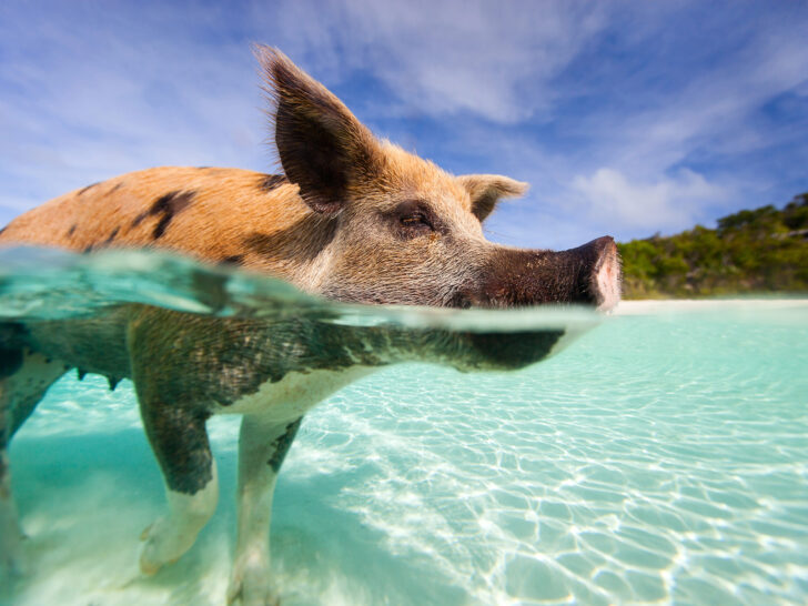 pig swimming in ocean Exuma bahamas travel guide