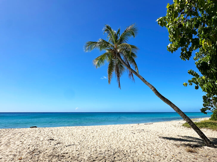 rainbow beach USVI with solo palm tree white sand blue water