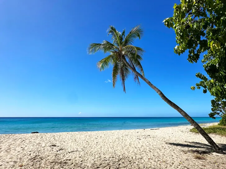 rainbow beach USVI with solo palm tree white sand blue water