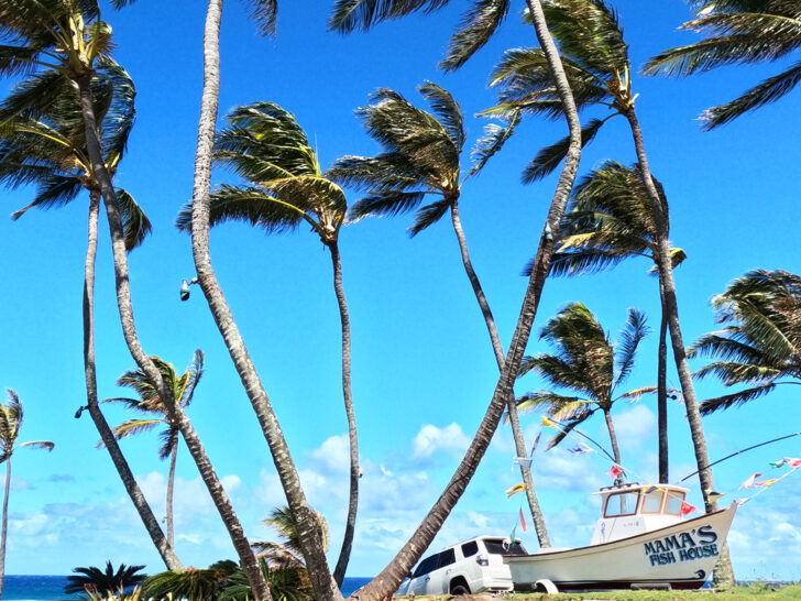 view of palm trees and small boat that says mamas fish house