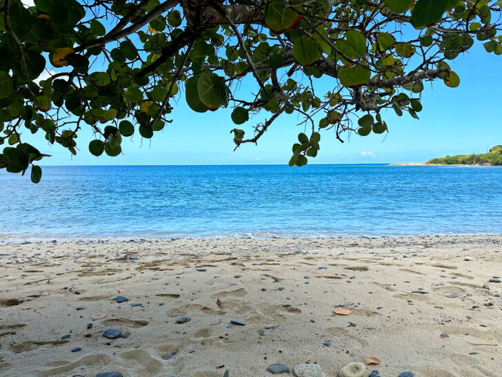 hidden beaches in st croix USVI view of tree with blue water and white sand