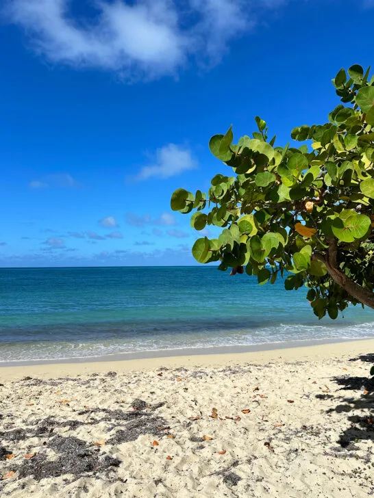 cottongarden bay beach best beaches in St Croix with green leaves white sand and blue water