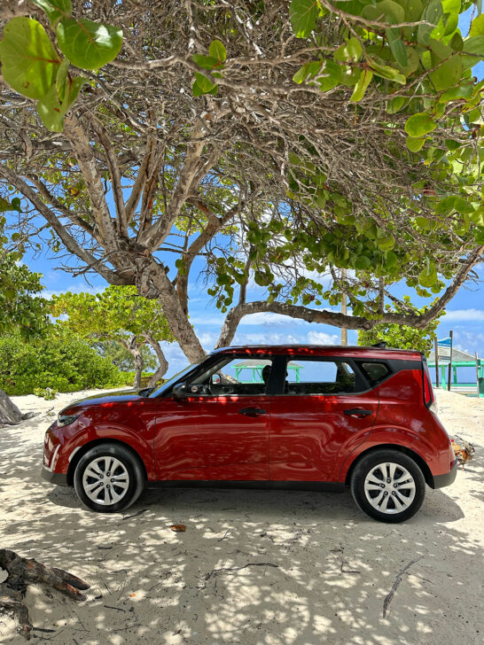 red car under beach tree with beach tree in distance