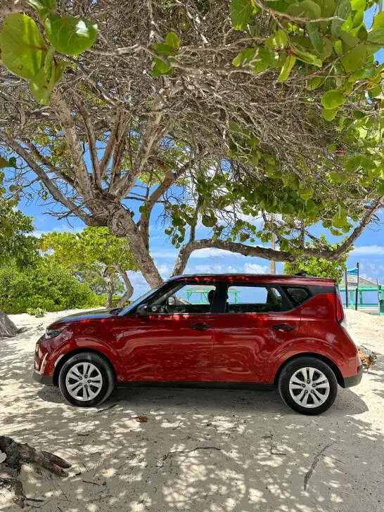 red car under beach tree with beach tree in distance