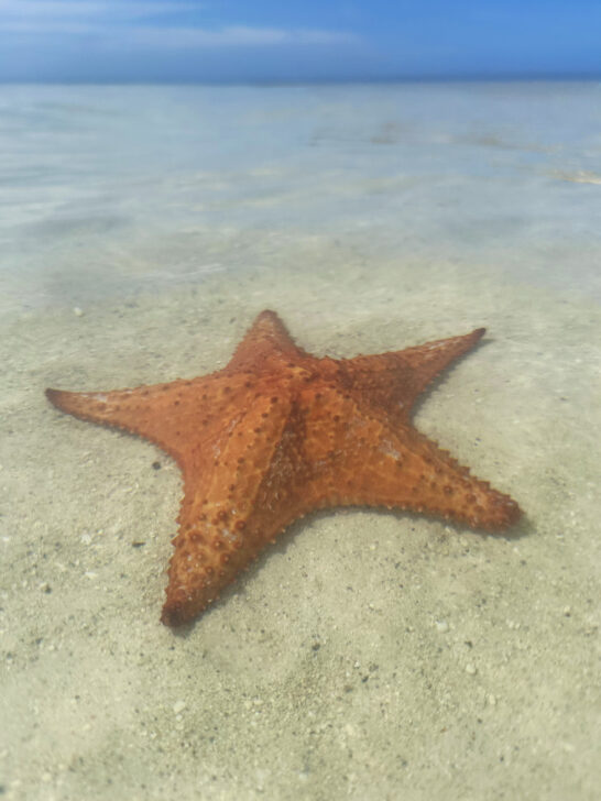 orange starfish in clear water with blue background in distance